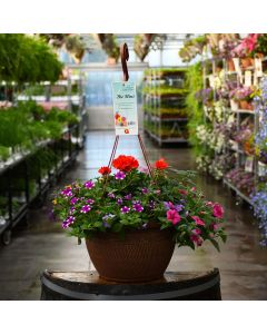 'Mini Awesome Combo' Hanging Basket