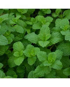 Mint, Mojito (Herb)