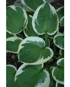 Hosta, White-Green Leaf 'Minuteman'