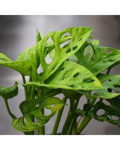 Monstera Adansonii 'Swiss Cheese Plant'