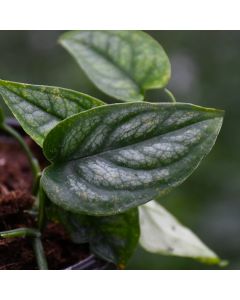 Monstera Siltepecana