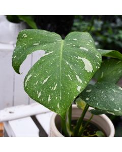 Monstera Deliciosa 'Thai Constellation'