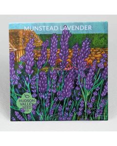 Lavandula, English Lavender 'Munstead' ~ 100 seeds