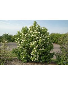 Viburnum, Nannyberry Shrub