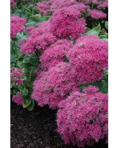 Sedum, Showy Stonecrop 'Neon'