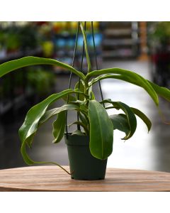 Nepenthes 'Monkey Cup'