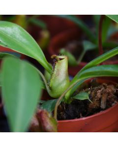 Nepenthes 'Monkey Cup'