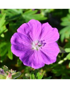 Geranium, Bloody Cranesbill 'New Hampshire Purple'