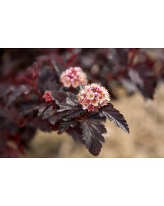 Physocarpus, Ninebark 'First Editions® Fireside®'