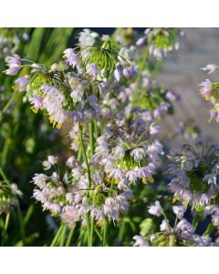 Allium, Nodding Pink Onion 'Minnesota Native'