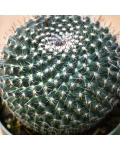 Mammillaria Hahniana, Old Lady Cactus