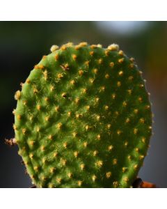 Opuntia 'Prickly Pair Cactus' Assortment