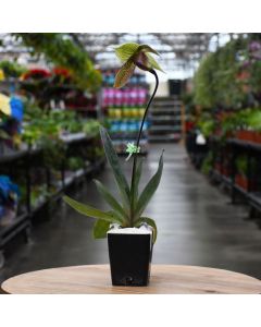 Paphiopedilum 'Lady Slipper Orchid'