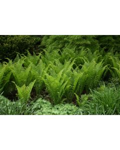 Matteuccia, Ostrich Fern