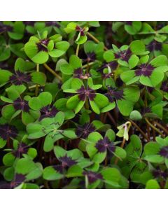 Oxalis Tetraphylla 'Iron Cross'