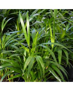 Dypsis Lutescens 'Areca Palm'