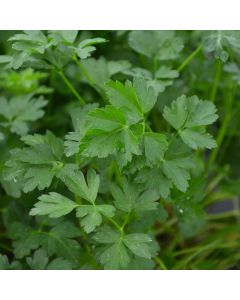 Petroselinum, Italian Parsley