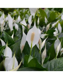 Spathiphyllum Wallisii 'Peace Lily'