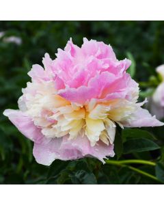 Paeonia, Pink Peony 'Raspberry Sundae'