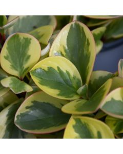 Peperomia Obtipan 'Citrus Twist Peperomia'