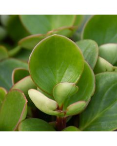 Peperomia Obtusifolia 'Emerald Green'