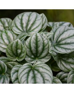 Peperomia Caperata 'Frost'