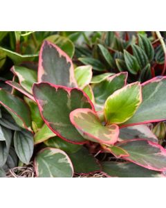 Peperomia Clusiifolia 'Ginny Peperomia'