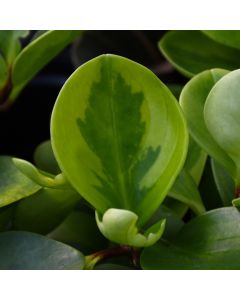 Peperomia Obtusifolia 'Lemon Lime'