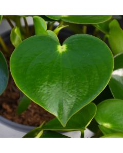 Peperomia Polybotrya 'Raindrop'