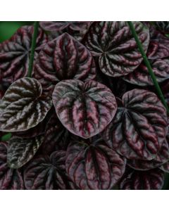 Peperomia Caperata 'Luna Red'