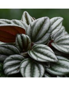 Peperomia 'San Marino'