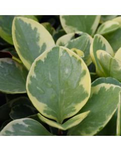 Peperomia Obtusifolia 'Variegated'