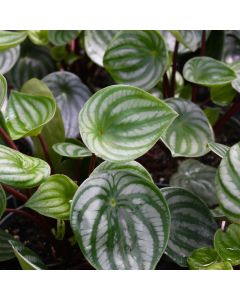 Peperomia Argyreia 'Watermelon'