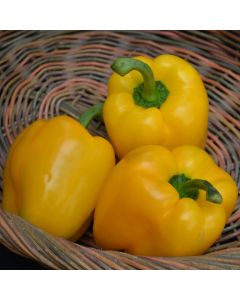 Pepper (Sweet), Bell 'Yellow'