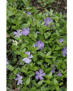 Vinca, Myrtle Periwinkle