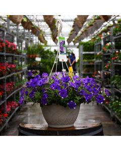 Petunia, Headliner 'Night Sky' Hanging Basket 12"