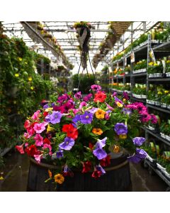 Petunia, Petunia Mix Hanging Basket 12.8"