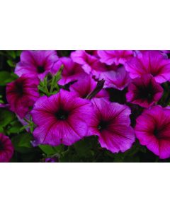 Petunia, Hurrah™ 'Plum'