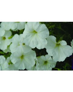 Petunia, Hurrah™ 'White'