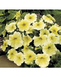 Petunia, Prism™ 'Sunshine'