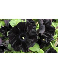 Petunia, Starlet™ 'Velvet'