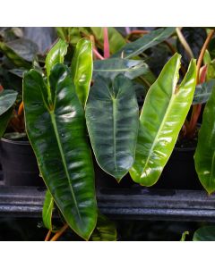 Philodendron Billietiae 'Emerald Vine'