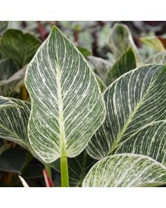 Philodendron Birkin 'White Wave'