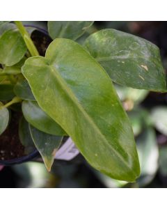 Philodendron 'Bob Cee'