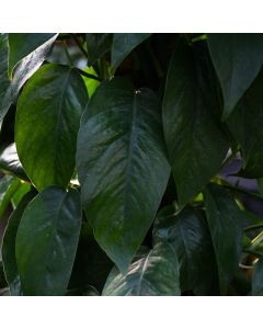 Epipremnum Pinnatum 'Dragon's Tail'