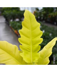 Philodendron 'Golden Crocodile'