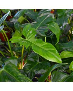 Philodendron Bipennifolium 'Golden Dragon'