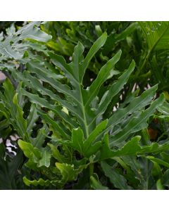 Thaumatophyllum Bipinnatifidum 'Hope Philodendron'