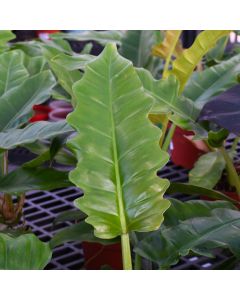 Philodendron 'Jungle Boogie'