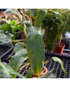 Philodendron Mexicanum 'Mexican Jungle Vine'